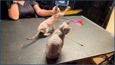 Tim Flach Photography Book 'Feline' Angletwitch Ragdolls